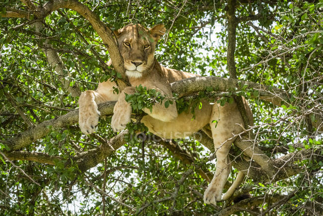Мальовничий вид на величний лев на дикій природі, що розслабляється на дереві — стокове фото