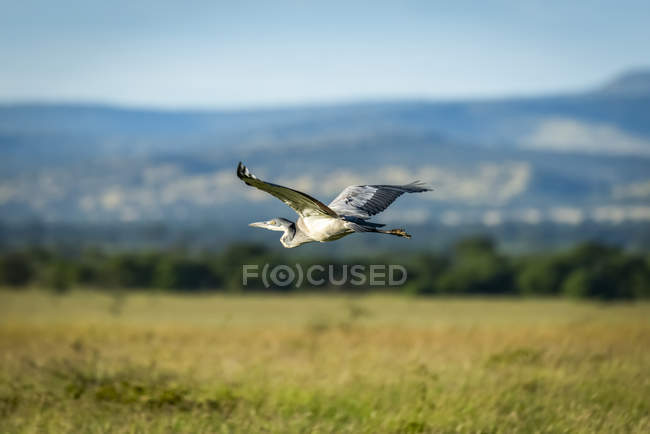 A black-headed heron flying over field — Stock Photo