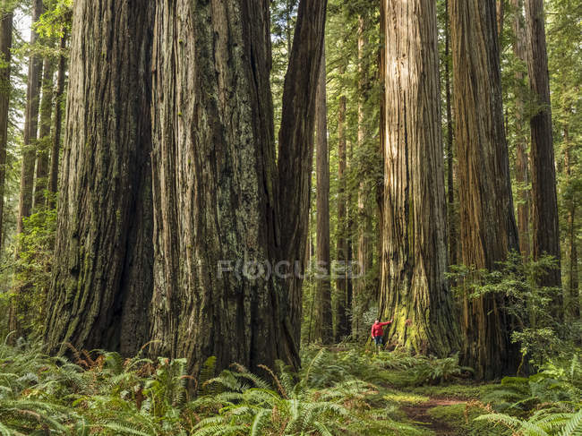 Человек, стоящий в секвойных лесах Северной Калифорнии, Калифорния, США — стоковое фото
