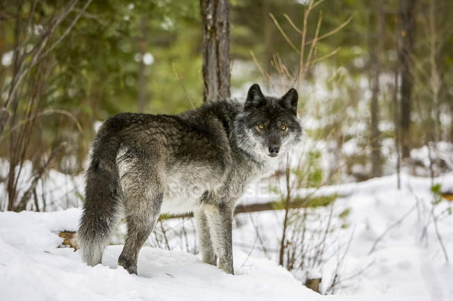 Dangerous grey wolf in snow at forest — Stock Photo