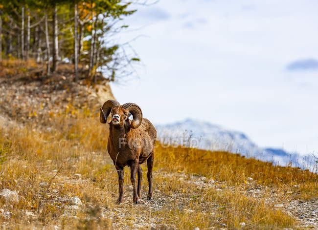 Mouflon d'Amérique (Ovis canadensis) ; Colombie-Britannique, Canada — Photo de stock