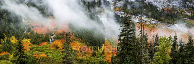 Красочная листва на деревьях в Каскадных горах осенью; Келоуна, Британская Колумбия, Канада — стоковое фото