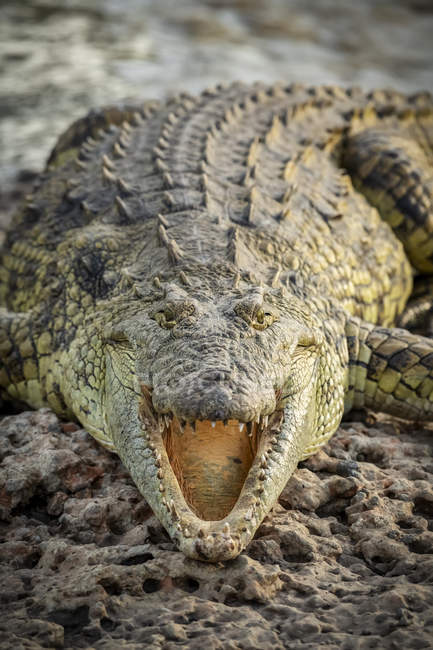 Primer plano del cocodrilo del Nilo (Crocodylus niloticus) con mandíbulas abiertas, Grumeti Serengeti Tented Camp, Parque Nacional del Serengeti; Tanzania - foto de stock