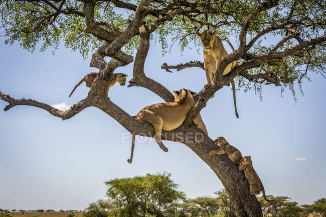 Vista panorámica de majestuosos leones en el árbol en la naturaleza salvaje - foto de stock
