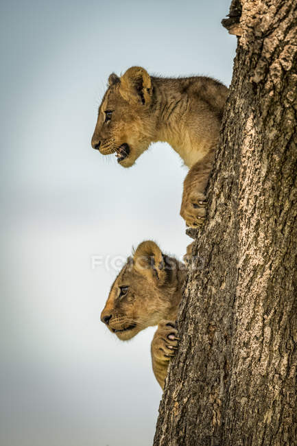 Vista panorámica de majestuosas leonas en la naturaleza salvaje - foto de stock