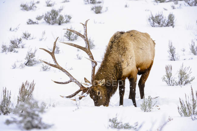 Великий бик (Cervus canadensis) з величними рогами в снігу під час зимової снігової бурі в Єллоустонському національному парку; Вайомінг, США. — стокове фото