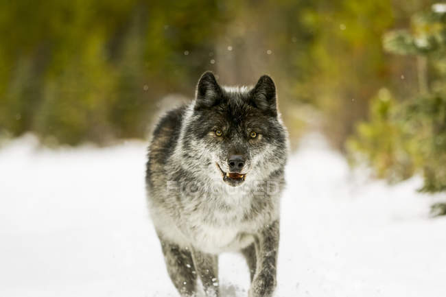 Lobo cinzento perigoso na neve na floresta — Fotografia de Stock