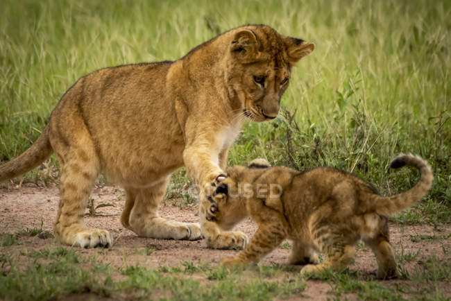 Vista panoramica di maestoso leone con cucciolo a natura selvaggia — Foto stock