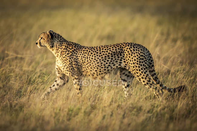Majestoso Cheetah retrato cênico na natureza selvagem, fundo borrado — Fotografia de Stock