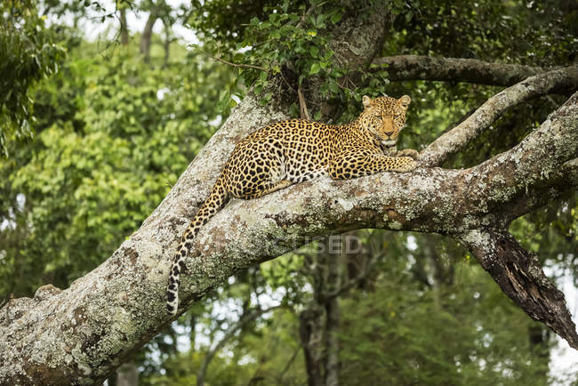Majestätisch und schön Leopard entspannt auf Baum — Stockfoto