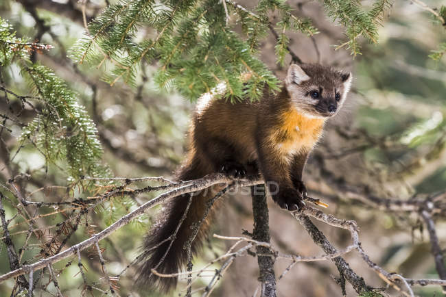 American Marten (Martes americana) perched on a spindly branch; Silver Gate, Montana, United States of America — Stock Photo
