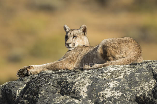 Puma yaciendo sobre una roca en el sur de Chile; Chile - foto de stock