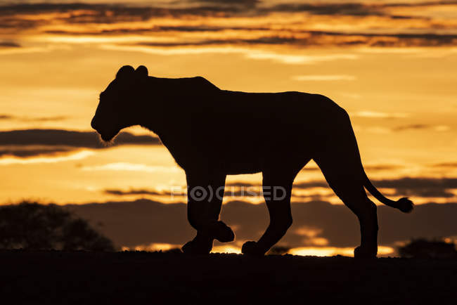 Vista panorámica del majestuoso león en la naturaleza salvaje al atardecer - foto de stock