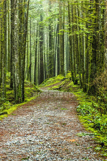 Floresta e trilha cobertas de musgo, Golden Ears Provincial Park; British Columbia, Canadá — Fotografia de Stock