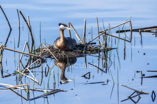 Red-necked Grebe on eggs in a nest at water — Stock Photo
