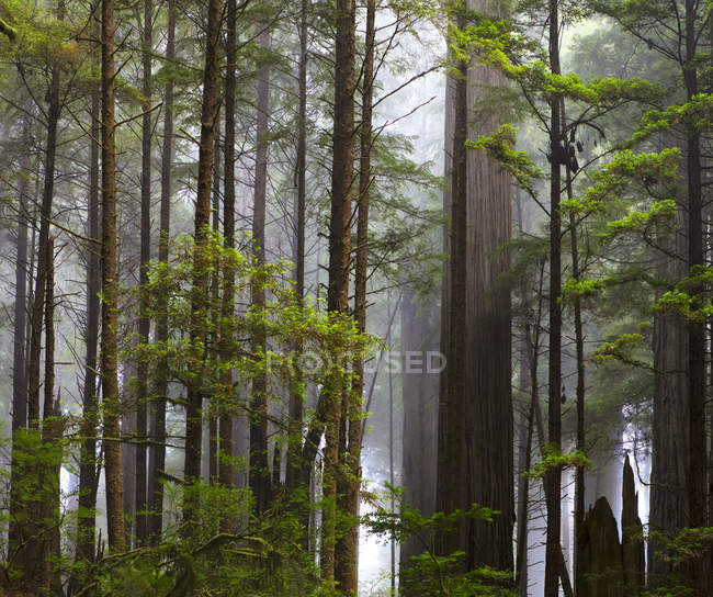 Raggi di sole sulla foresta nelle sequoie della California; California, Stati Uniti d'America — Foto stock