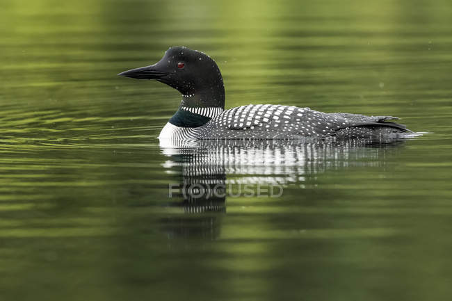 Common loon in tranquil water with green reflections — Stock Photo