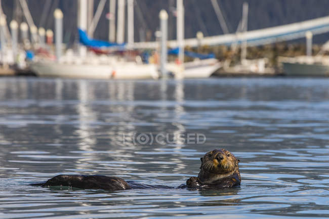 Ein meerotter schwimmt im seward boat hafen; seward, alaska, vereinigte staaten von amerika — Stockfoto