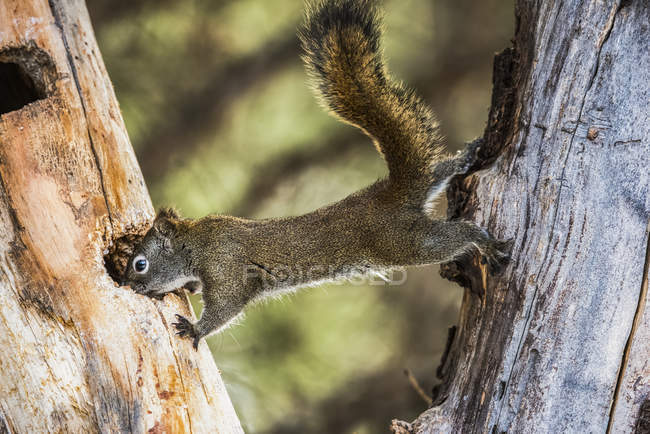 American Red Squirrel (Tamiasciurus hudsonicus) stretching between two trees; Silver Gate, Montana, United States of America — Stock Photo