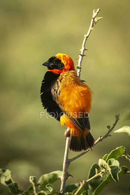 Black-winged red bishop against blurred background — Stock Photo