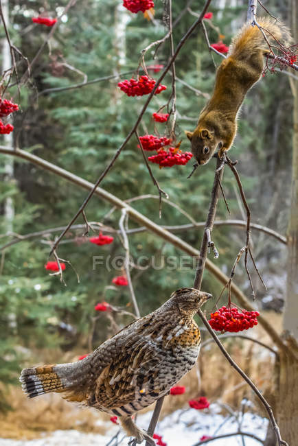 Auerhahn und rotes Eichhörnchen nähern sich einander auf dem Ast — Stockfoto
