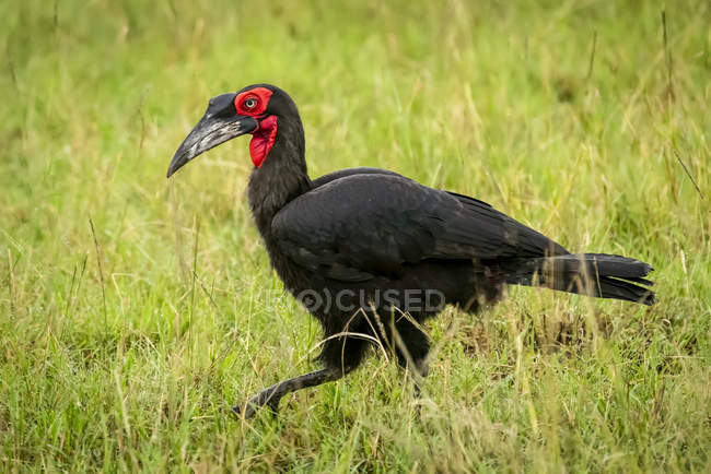 Southern ground hornbill walking in green grass — Stock Photo
