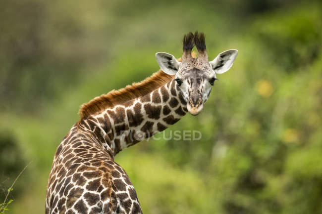 Scenic view of beautiful giraffe at wild life — Stock Photo