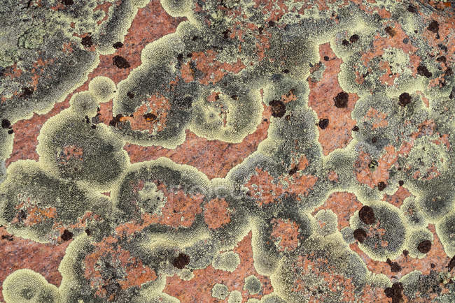 Detalle de cerca del liquen en la superficie de una roca; Saskatchewan, Canadá - foto de stock