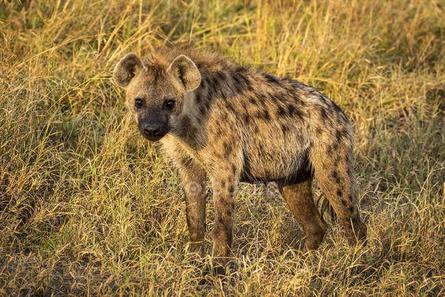 Hiena manchada em grama longa na natureza selvagem — Fotografia de Stock