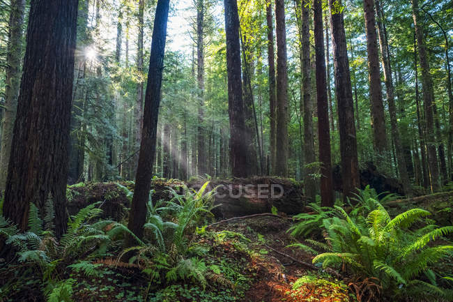 Vue panoramique sur les célèbres forêts de séquoias de Californie du Nord, Californie, États-Unis d'Amérique — Photo de stock