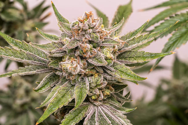 Cannabispflanze im späten Blütestadium; Höhlenkreuzung, Oregon, Vereinigte Staaten von Amerika — Stockfoto
