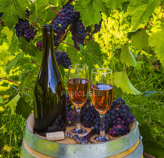 Vin servi dans une cave avec verres à vin et grappes de raisins frais sur un tonneau ; Québec, Canada — Photo de stock