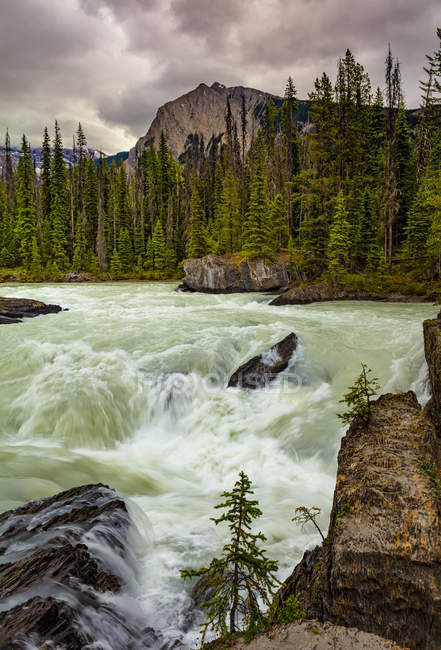Rushing river and the Canadian Rockies in Yoho National Park; British Columbia, Canadá - foto de stock