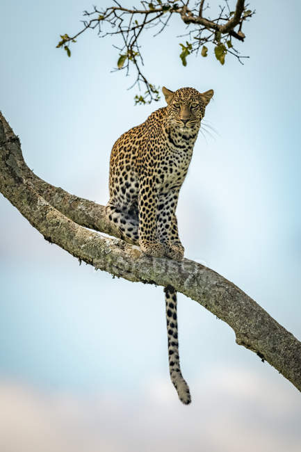 Величественный и красивый леопард отдыхает на дереве — стоковое фото