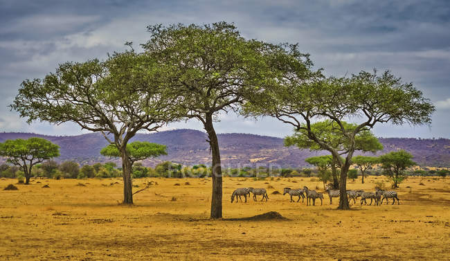 Gemeines Zebra (equus quagga) in der Savanne; Tansania — Stockfoto