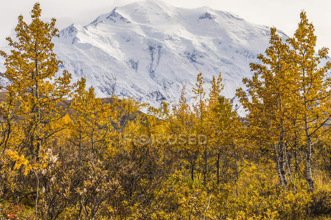 Denali encadré par des arbres à l'automne, Denali National Park and Preserve ; Alaska, États-Unis d'Amérique — Photo de stock