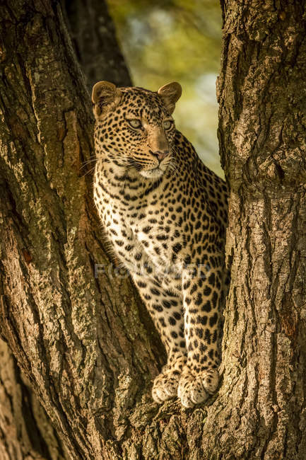 Majestic and beautiful leopard relaxing on tree — Stock Photo