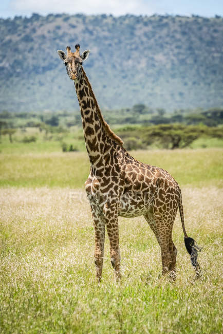 Vista panorámica de la hermosa jirafa en la vida salvaje - foto de stock