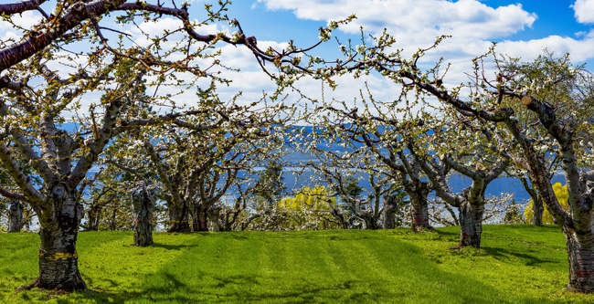 Cherry orchard in bloom in springtime, Okanagan; British Columbia, Canada — Stock Photo