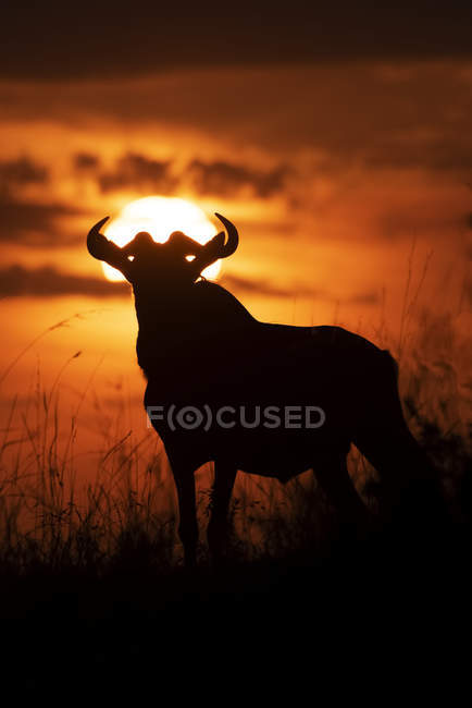 Silhouette blauer Gnus (connochaetes taurinus) gegen den Abendhimmel, Baumwollsafari-Camp der 1920er Jahre, Masai-Mara-Nationalreservat; Kenia — Stockfoto