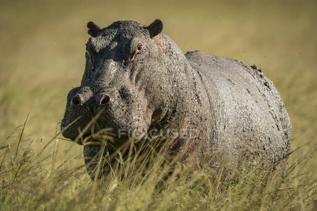 Flusspferd (Nilpferd amphibius) steht im langen Gras mit Kamera, Grumeti Serengeti Zeltlager, Serengeti Nationalpark; Tansania — Stockfoto
