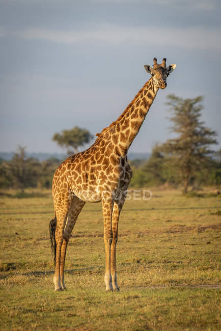 Scenic view of beautiful giraffe at wild life — Stock Photo