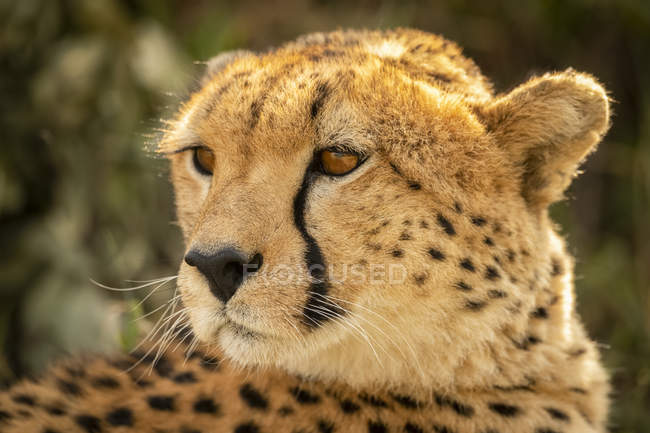 Majestuoso retrato escénico de Cheetah en la naturaleza salvaje, fondo borroso - foto de stock