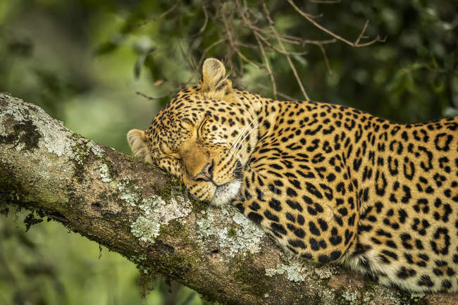 Величний і красивий леопард, що відпочиває на дереві — стокове фото