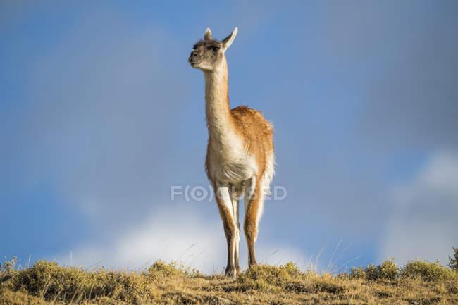 Guanaco (Lama guanicoe) no sul do Chile; Torres del Paine, Chile — Fotografia de Stock