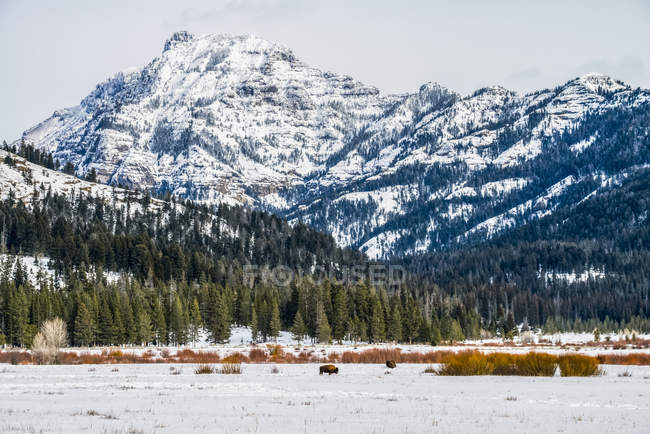 American Bisons pastando em um prado nevado sob majestosos picos de montanha no Parque Nacional de Yellowstone; Wyoming, Estados Unidos da América — Fotografia de Stock