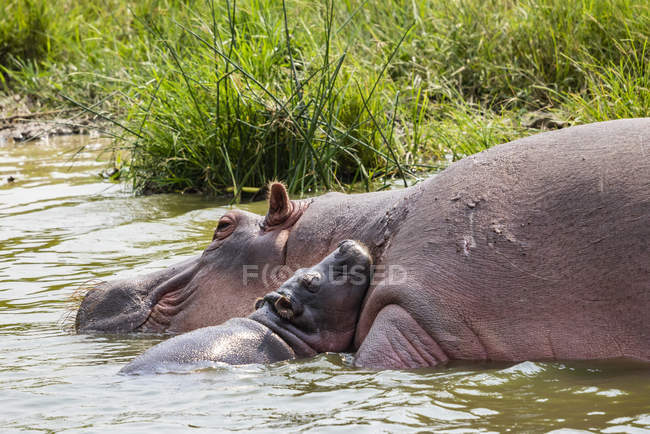 Vista panorámica de Hipopótamos majestuosos y lindos en la naturaleza salvaje - foto de stock