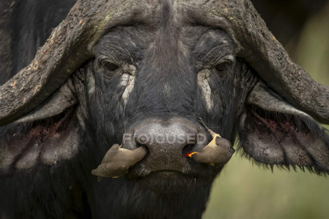 Vista panorámica de los búfalos africanos y las aves en la naturaleza salvaje - foto de stock