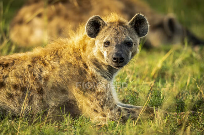 Hiena manchada na grama na natureza selvagem — Fotografia de Stock