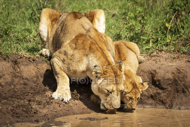 Scenic view of majestic lions drinking water at wild nature — Stock Photo